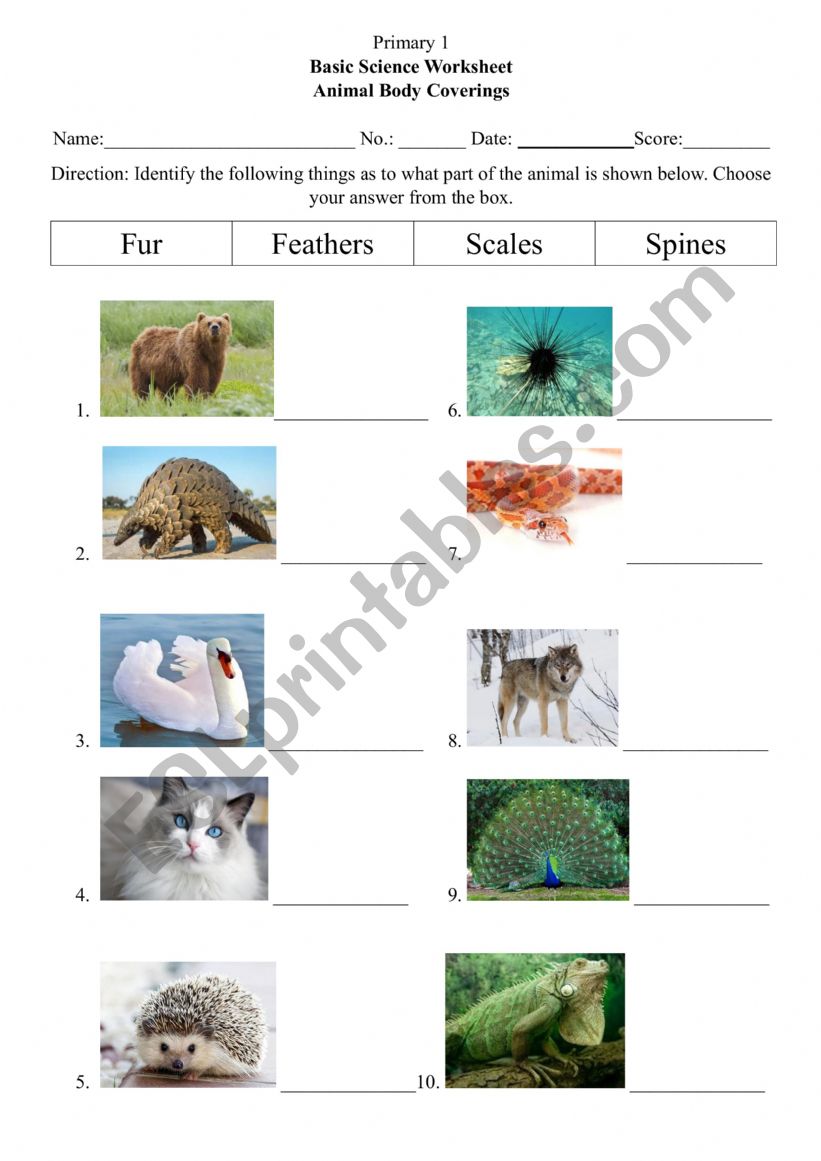 Animals Body Covering worksheet