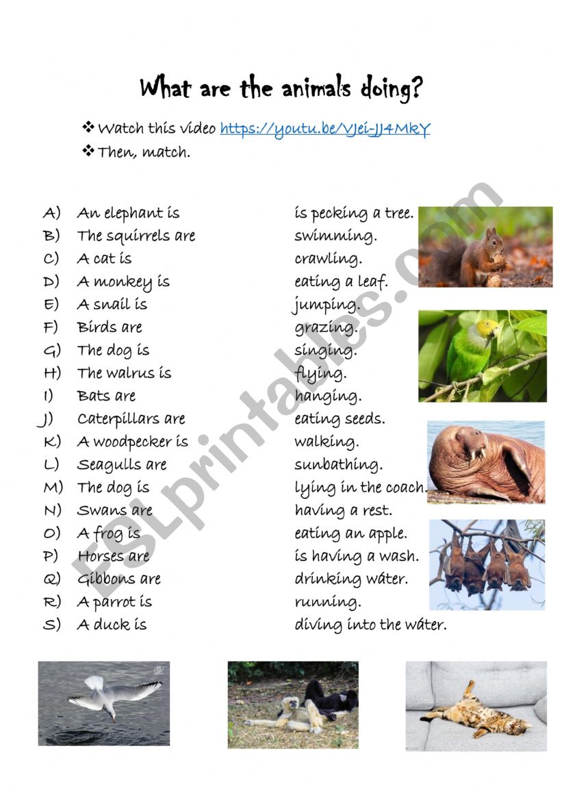 What are the animals doing? worksheet