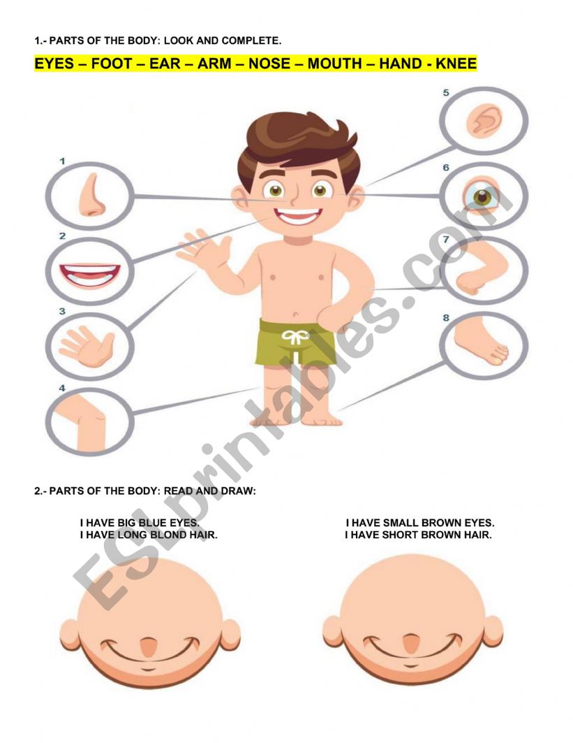 Parts of the BODY worksheet