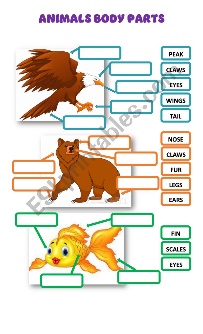 Animal Body Parts worksheet