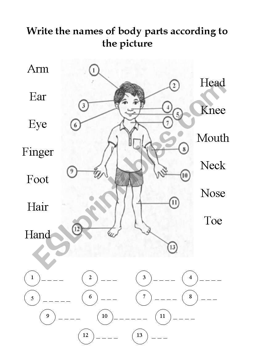 body parts worksheet