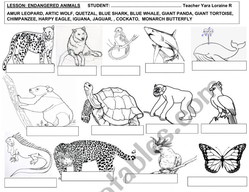 ENDANGERED ANIMALS  worksheet