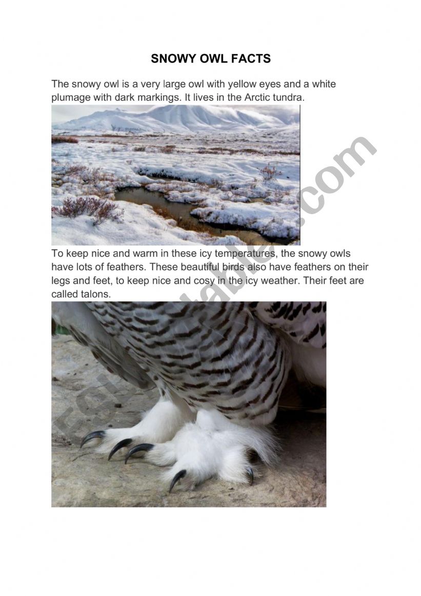 Reading Comprehension.Snowy Owl