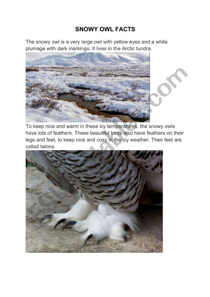 Snowy Owl facts. Reading comprehension. 