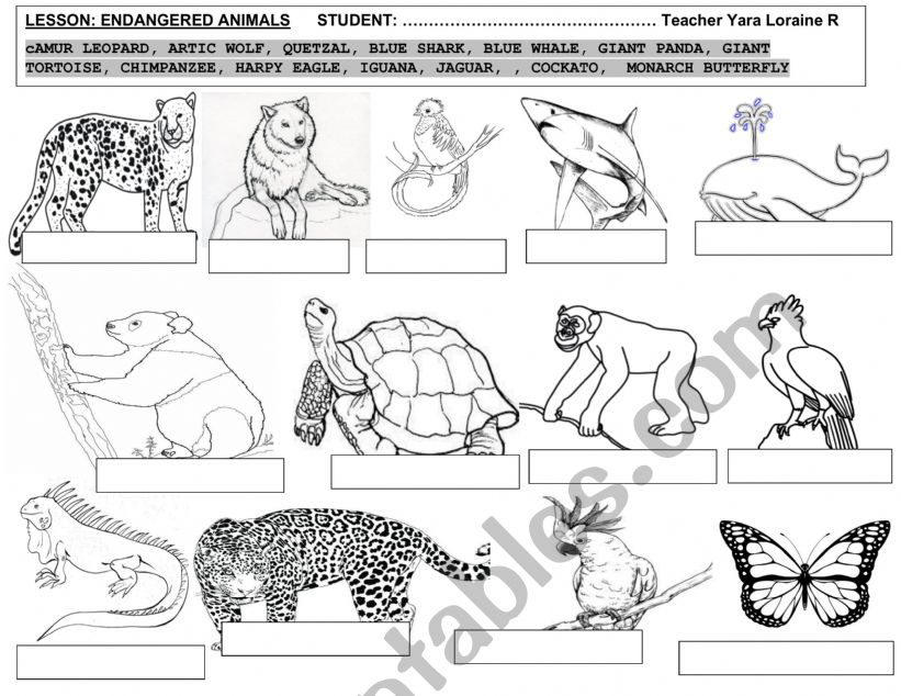 ENDANGERED ANIMALS WORKSHOP  worksheet