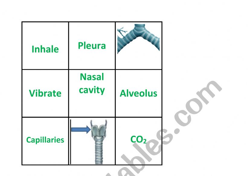 Additional Cards - Respiratory Bingo