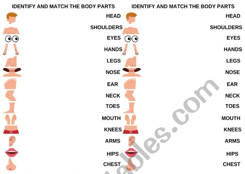 BODY PARTS worksheet