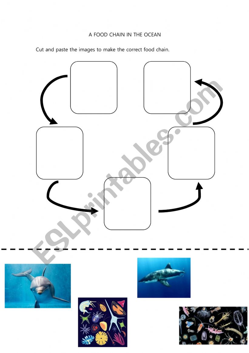 Ocean Food Chain  worksheet