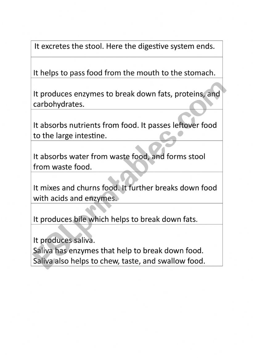 Functions of Digestive System worksheet