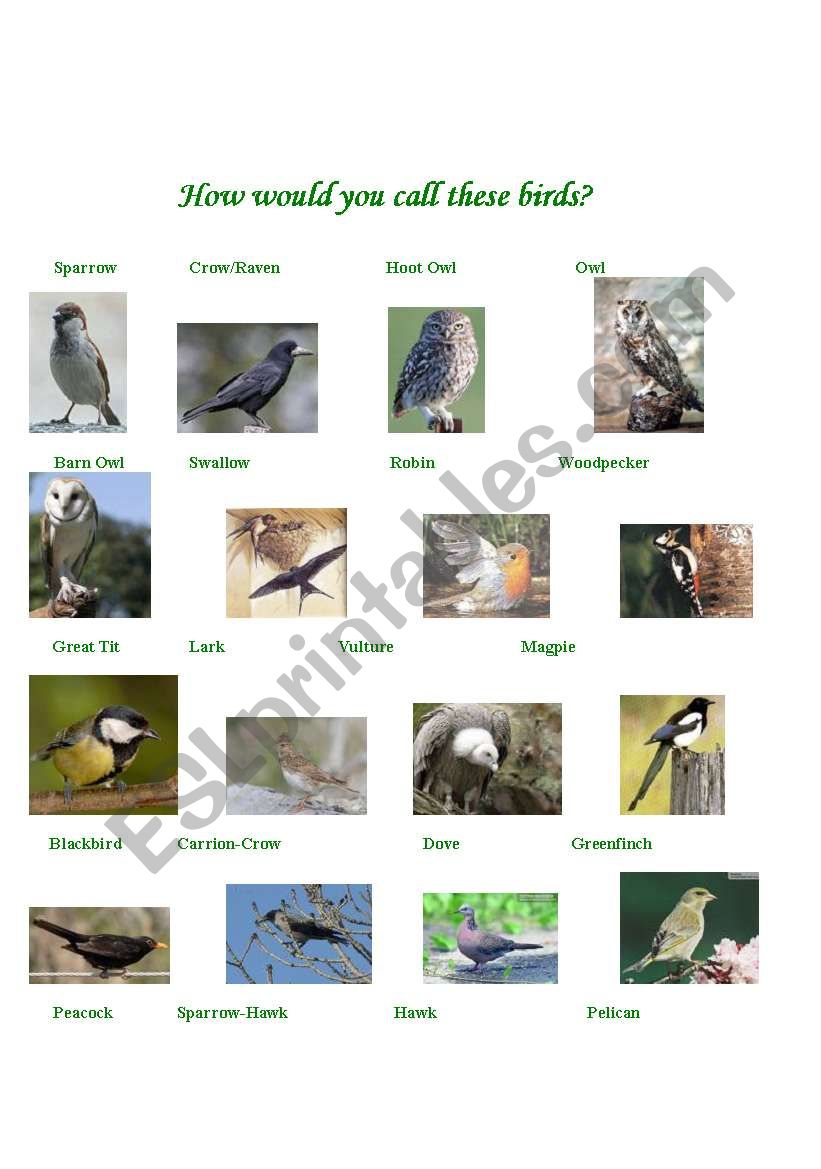 Birds worksheet