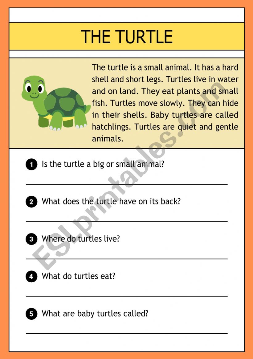 The turtle  worksheet