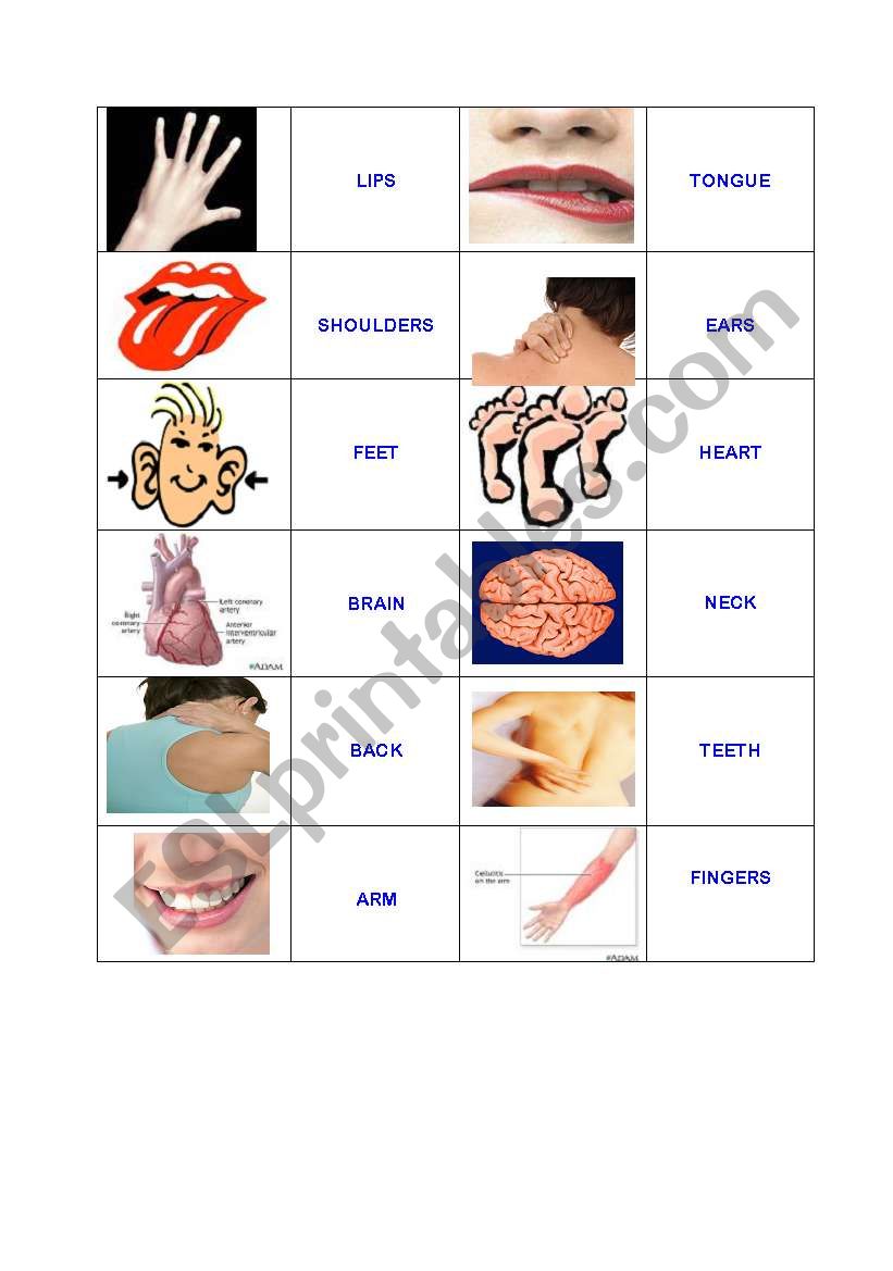 body parts dominos worksheet