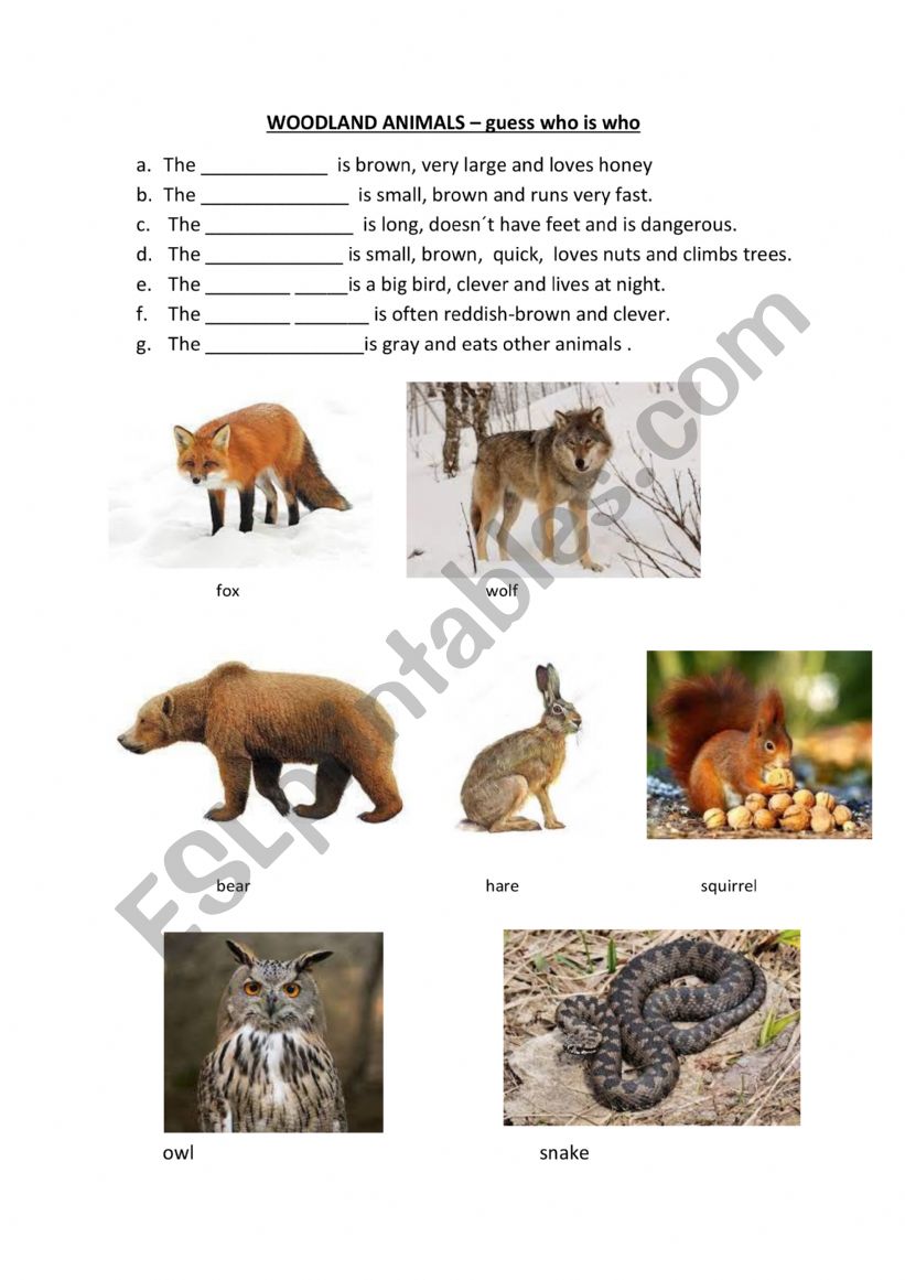 Woodland animals test - guess who is who