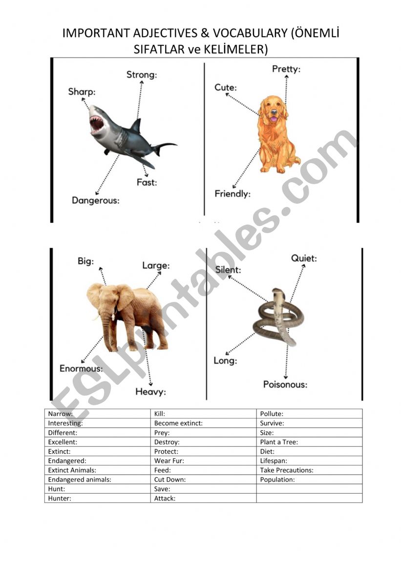 Wild animals  worksheet