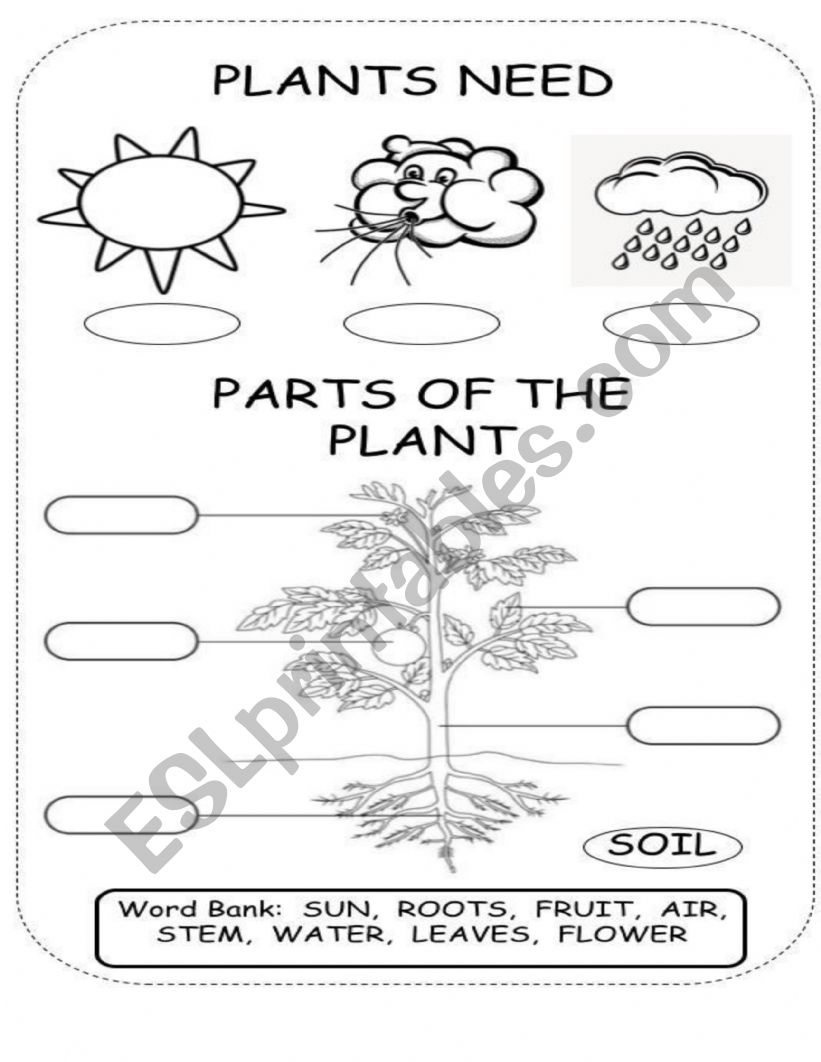 Parts of the Plant! worksheet