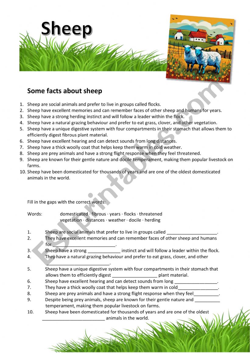 Sheep - Farm Animals worksheet