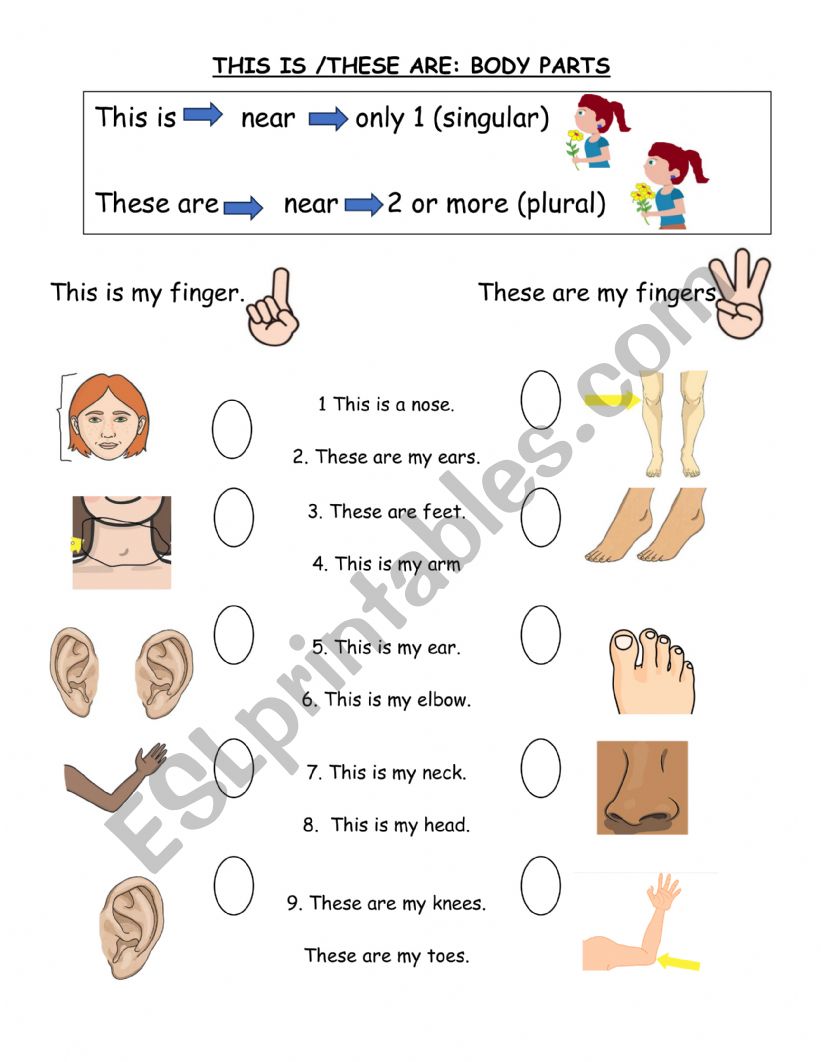 BODY PARTS THIS & THESE worksheet