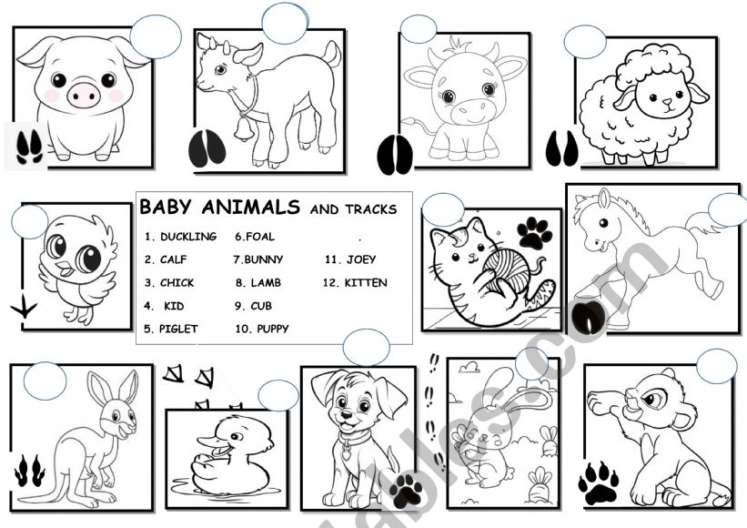 Baby animals and their tracks worksheet