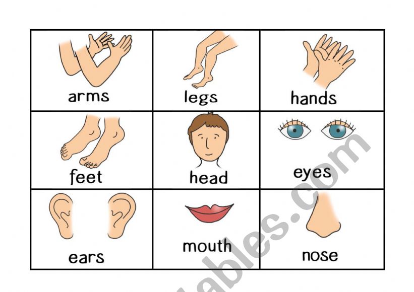 Body part bingo worksheet