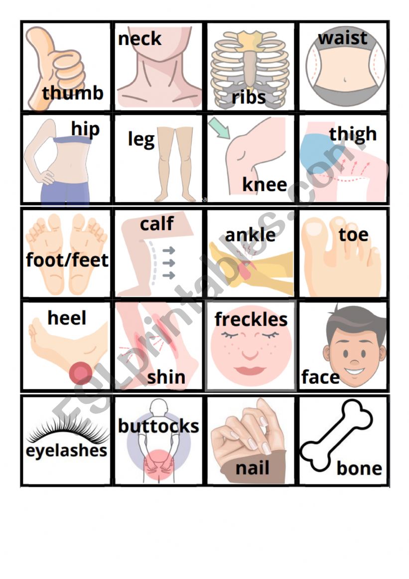 Human body 2 worksheet
