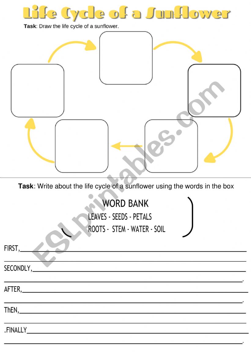 Life Cycle of a Sunflower worksheet