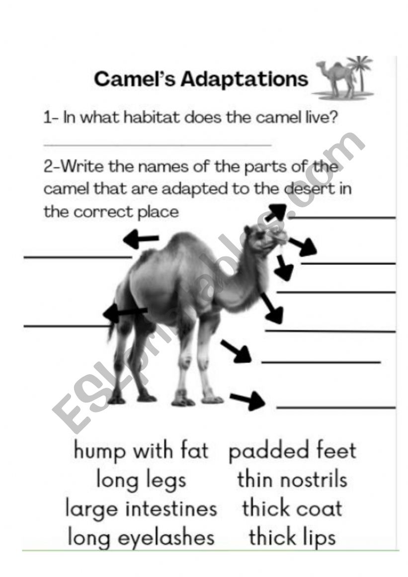 CamelÃ¯Â¿Â½s Adaptations worksheet