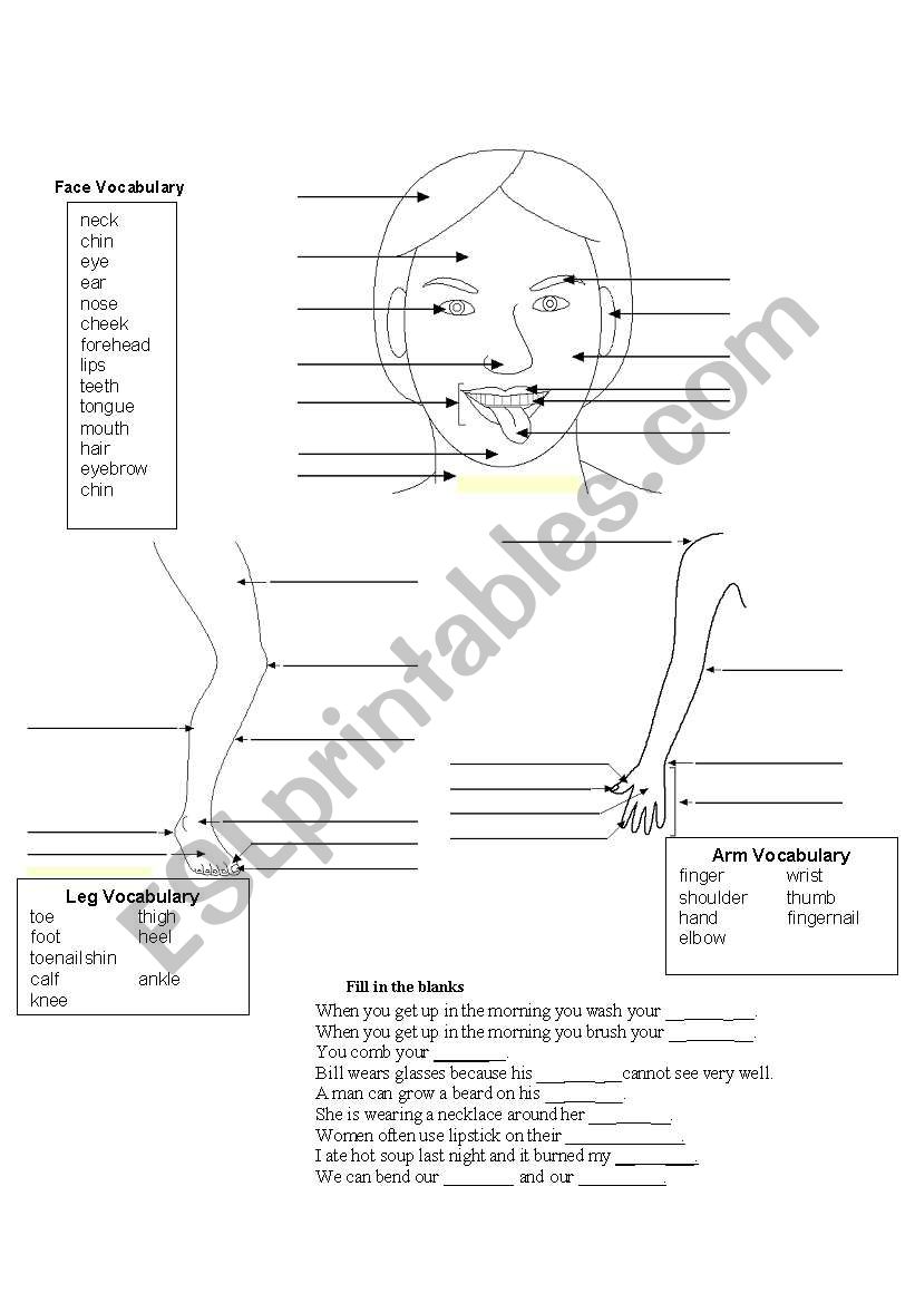 Human Body Vocabulary worksheet