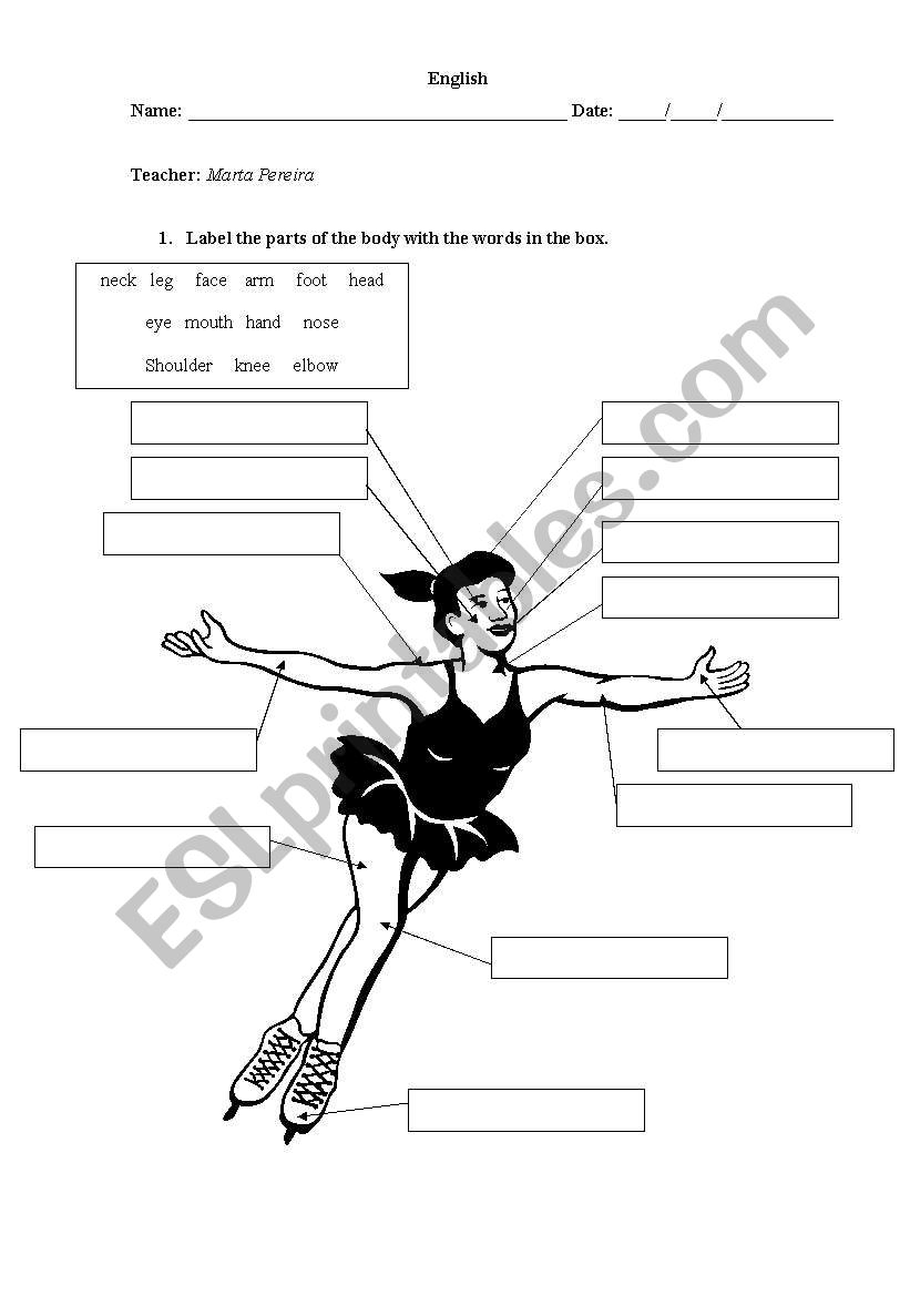 the body worksheet