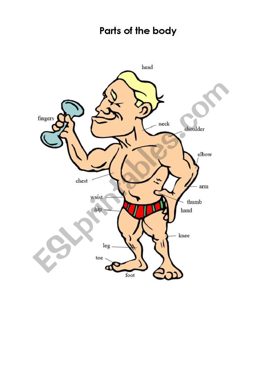 Parts of the body worksheet