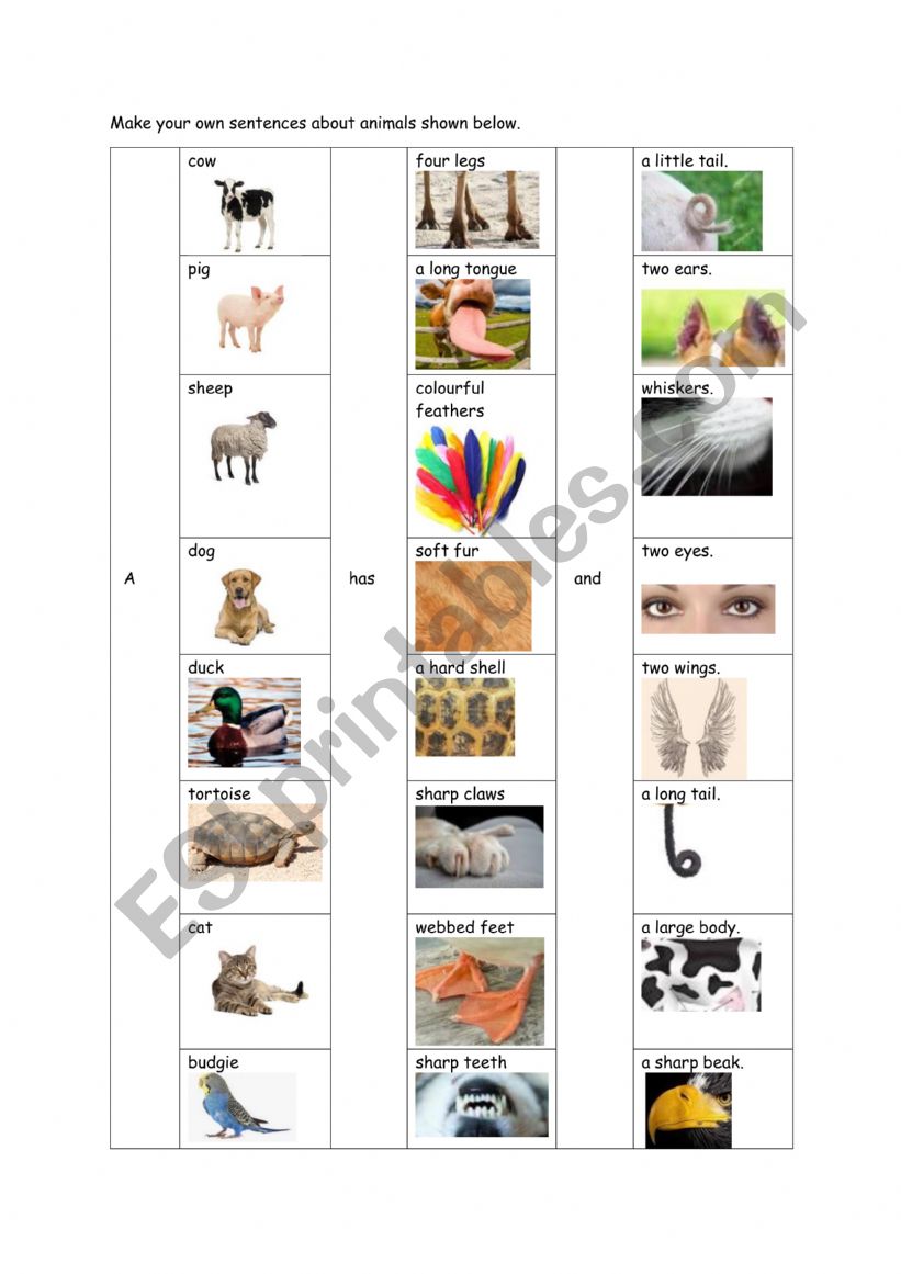 What can animals do? worksheet