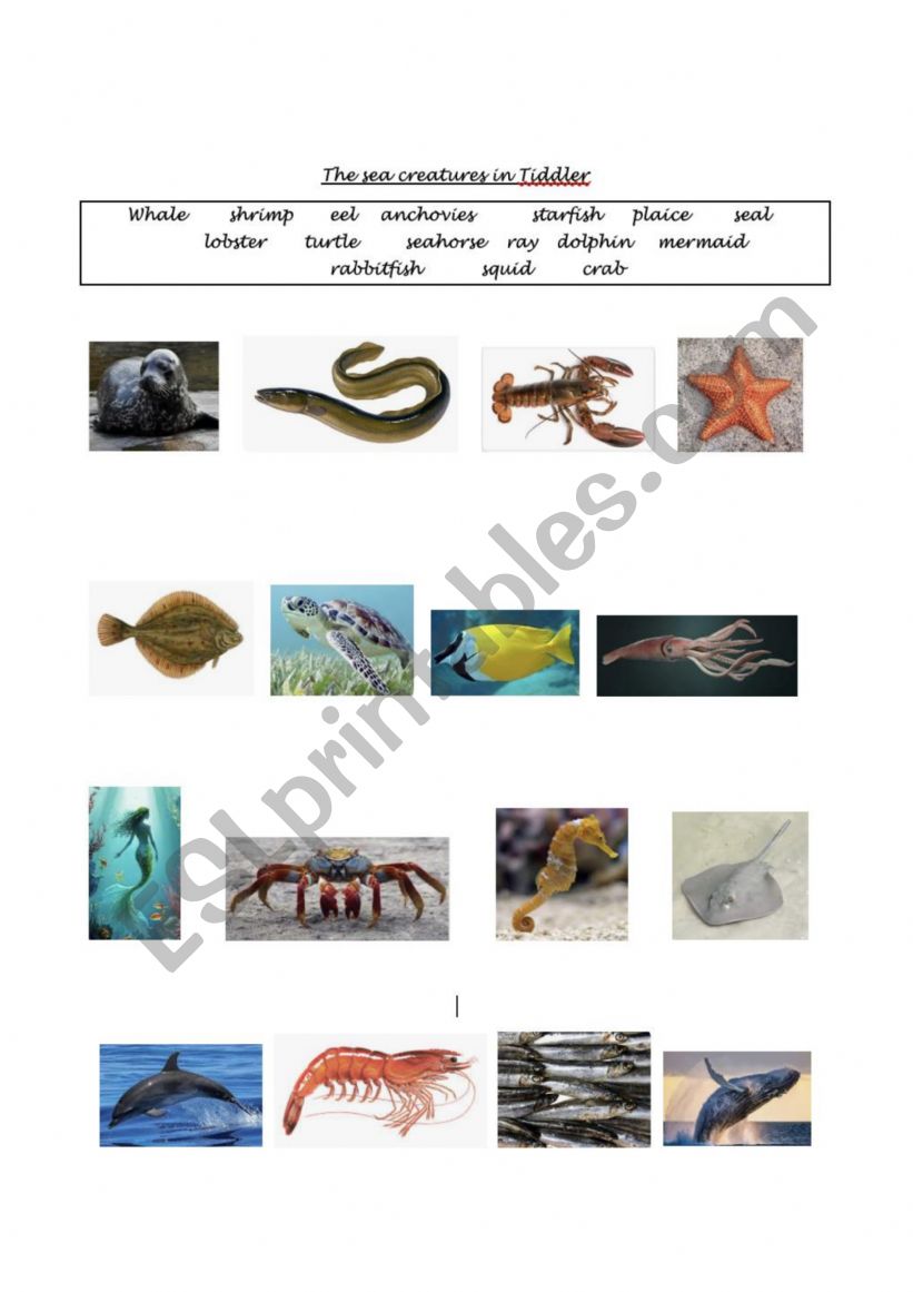 sea creatures worksheet