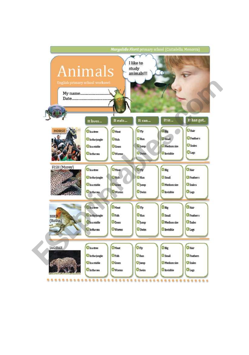 Animals worksheet