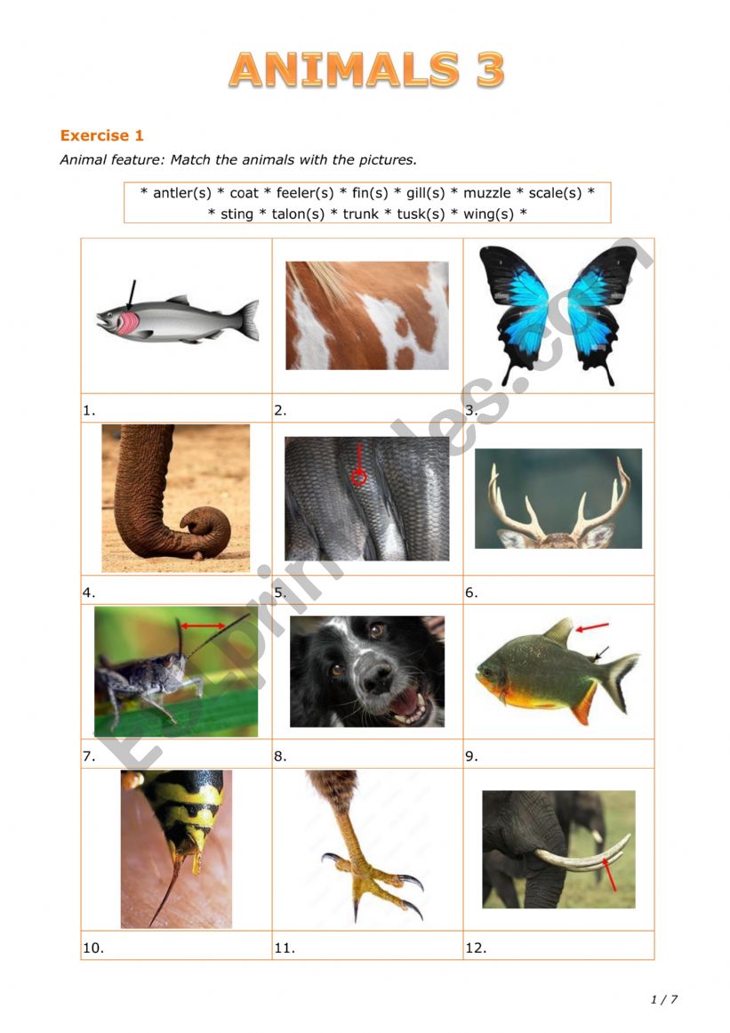 Animals 3 worksheet