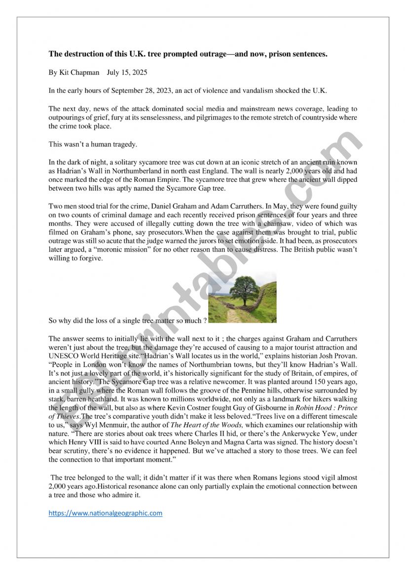 The destruction of the sycomore tree near Hadrian�s Wall 