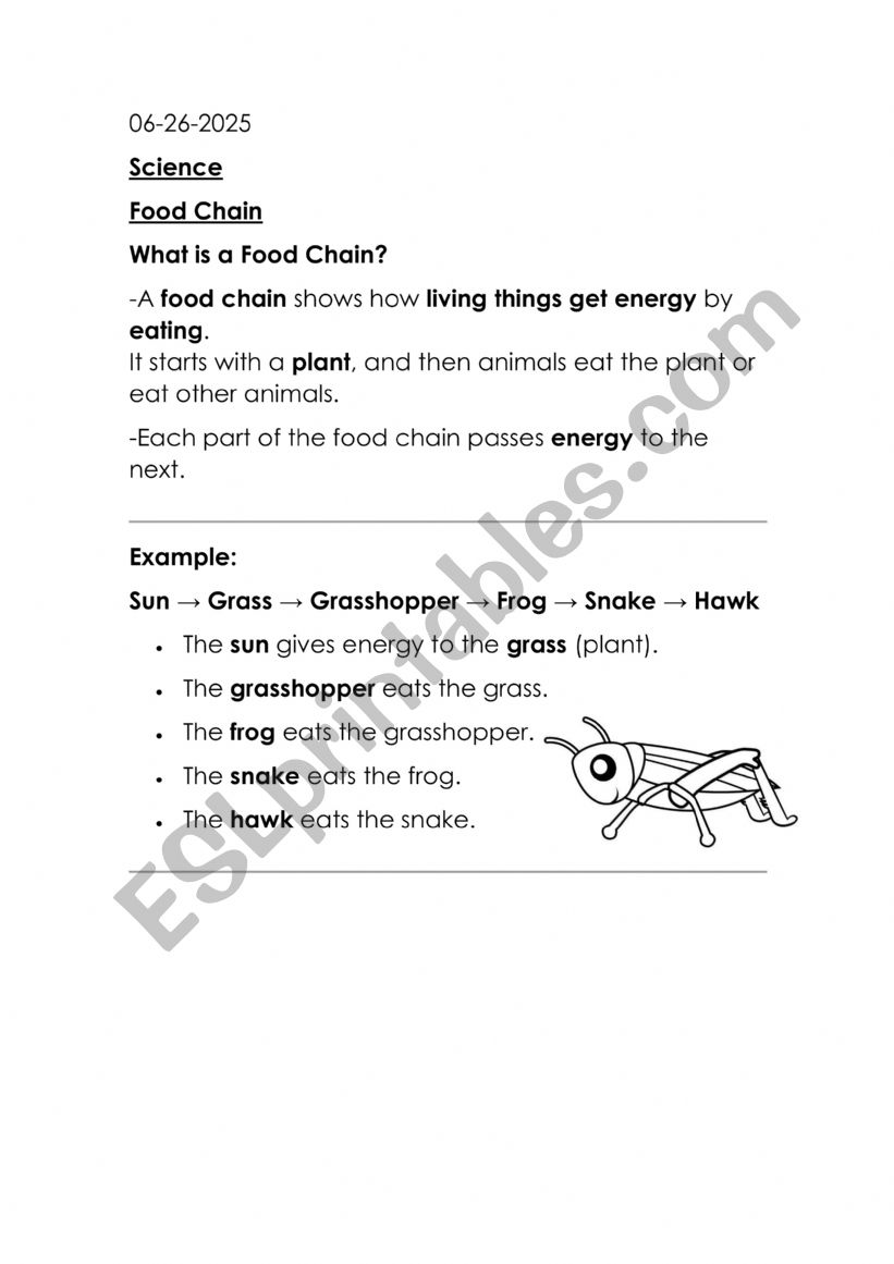 Food chain worksheet