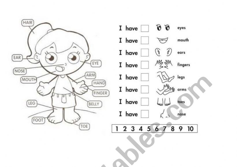 Parts Body worksheet
