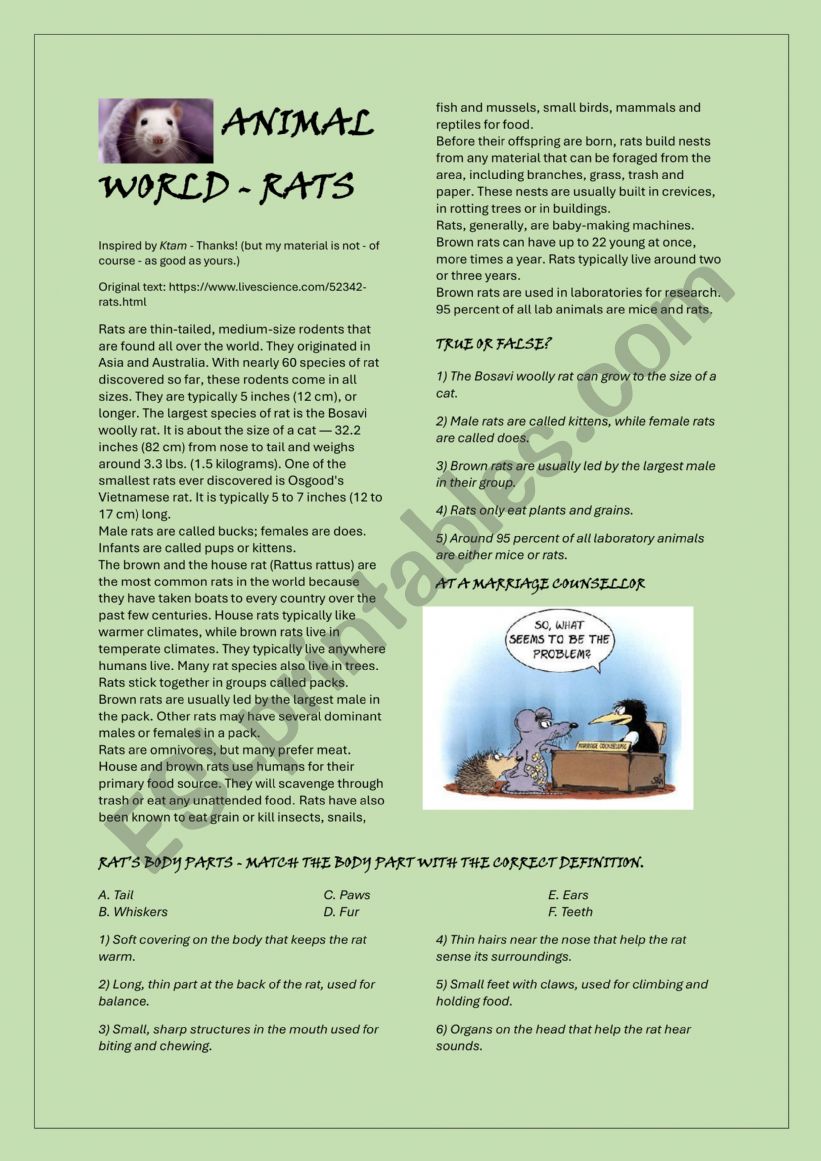 Animal World - Rats worksheet