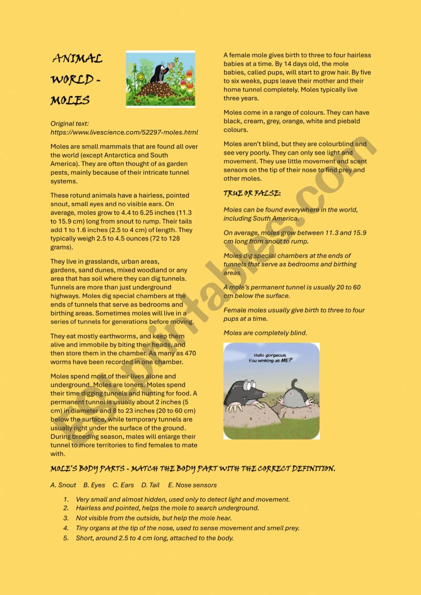 Animal World - Moles worksheet