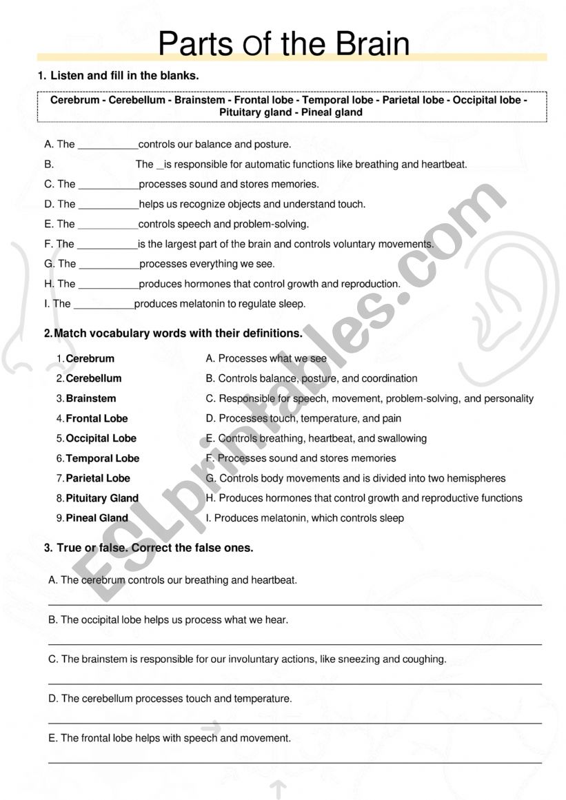 Parts of the Brain worksheet