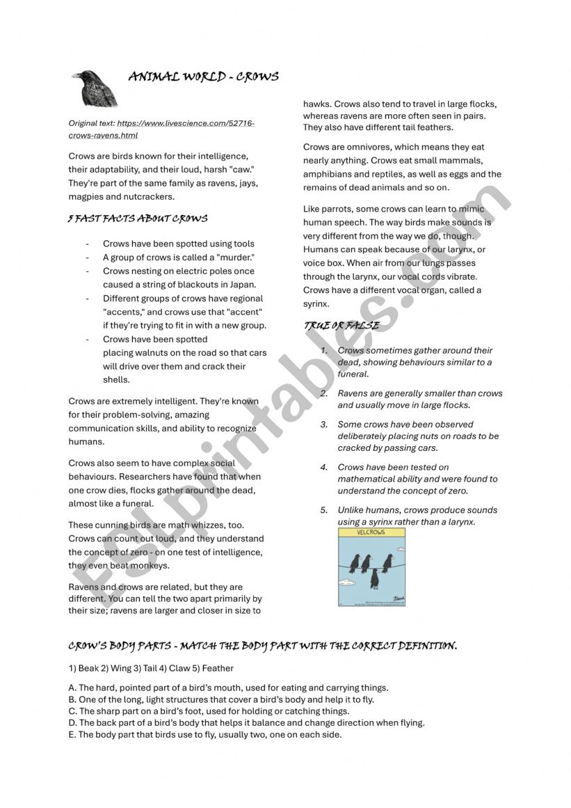 Animal World - Crows worksheet