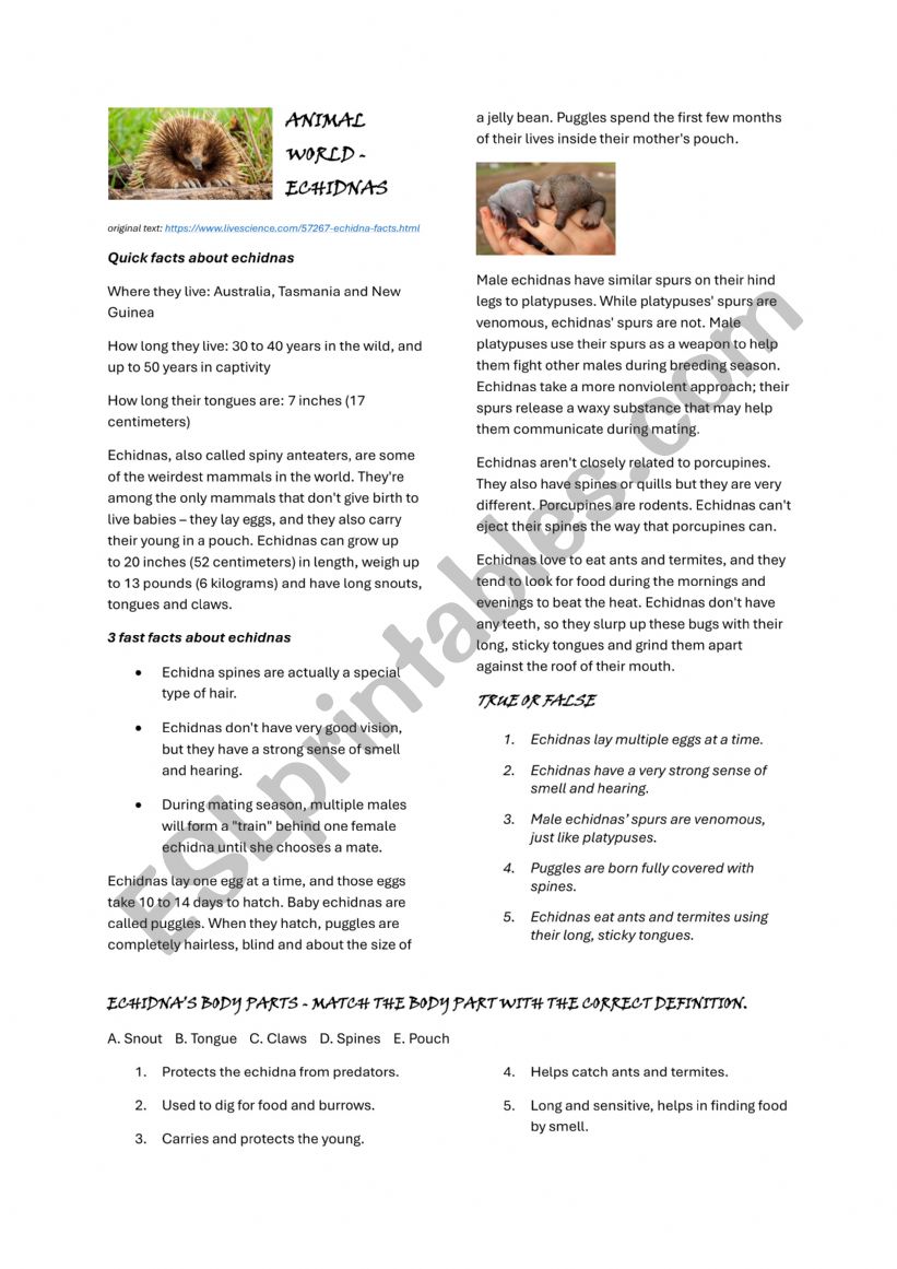 Animal World - Echidnas worksheet