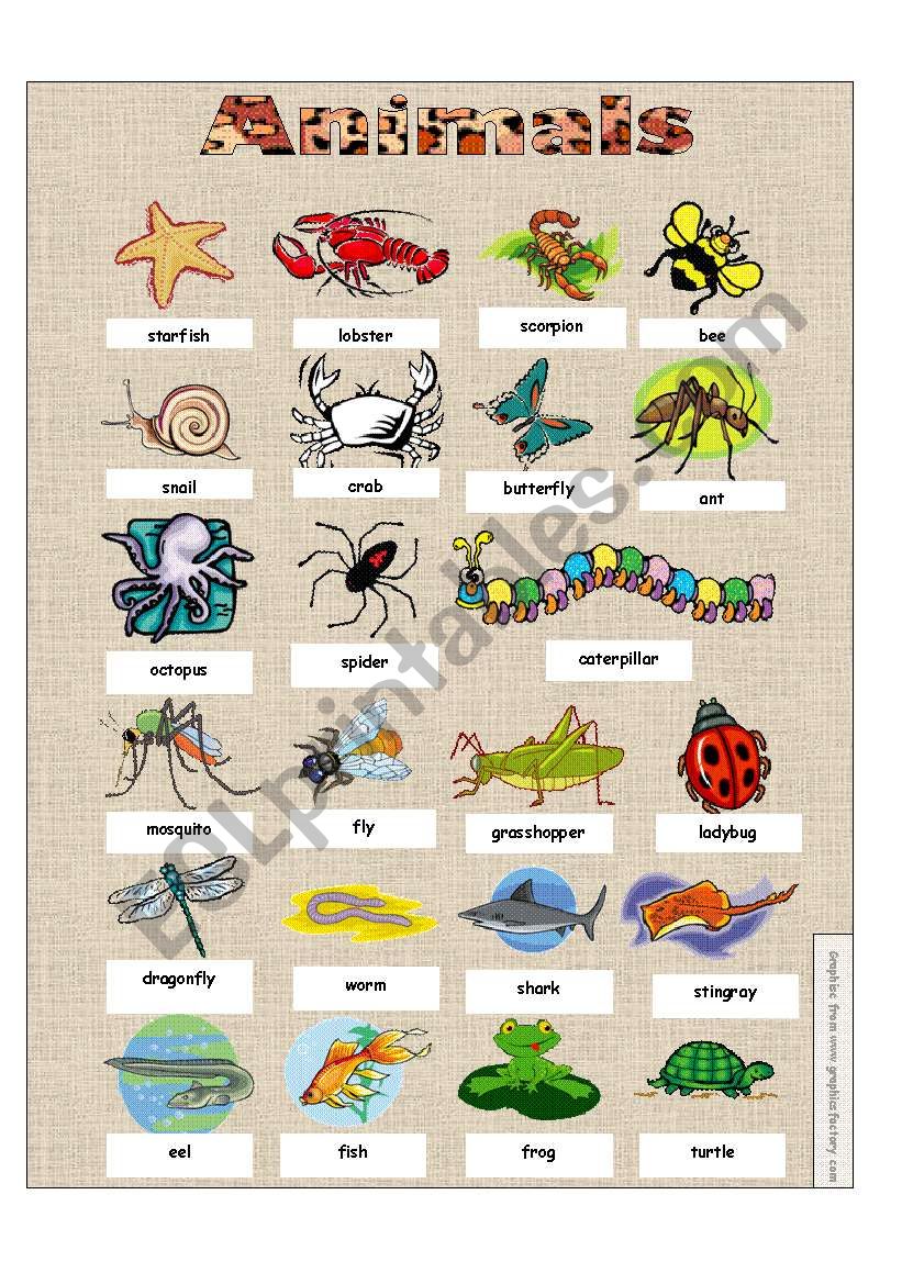 Animals worksheet