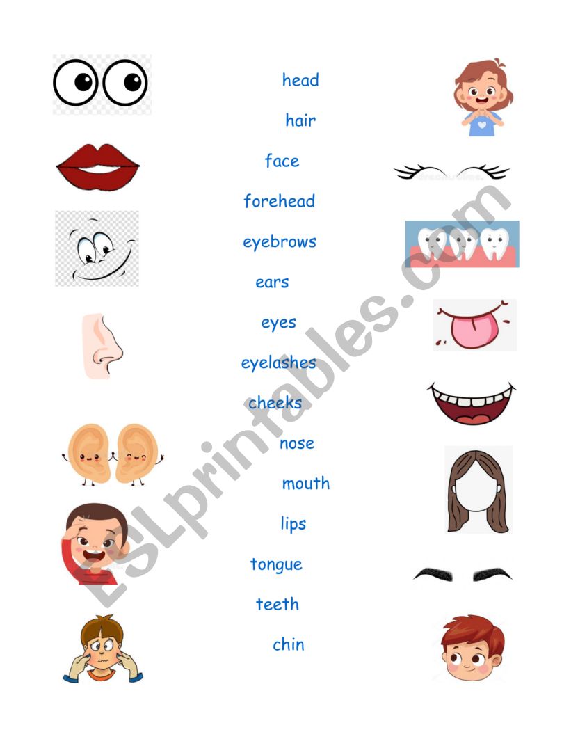 body parts  worksheet