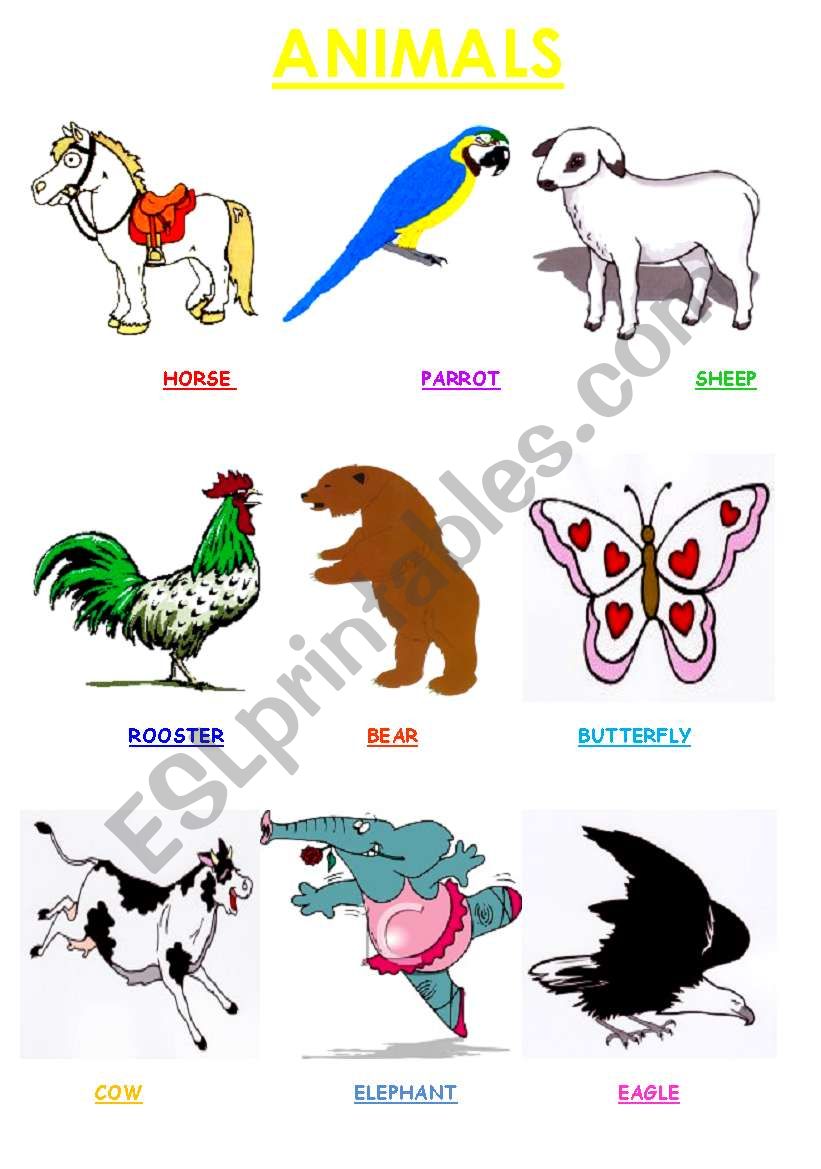 animals worksheet