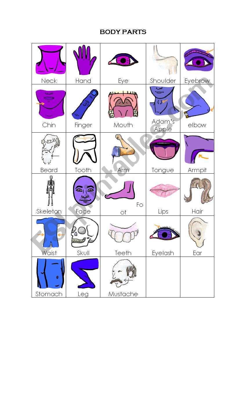 Body Parts (Vocabulary) worksheet