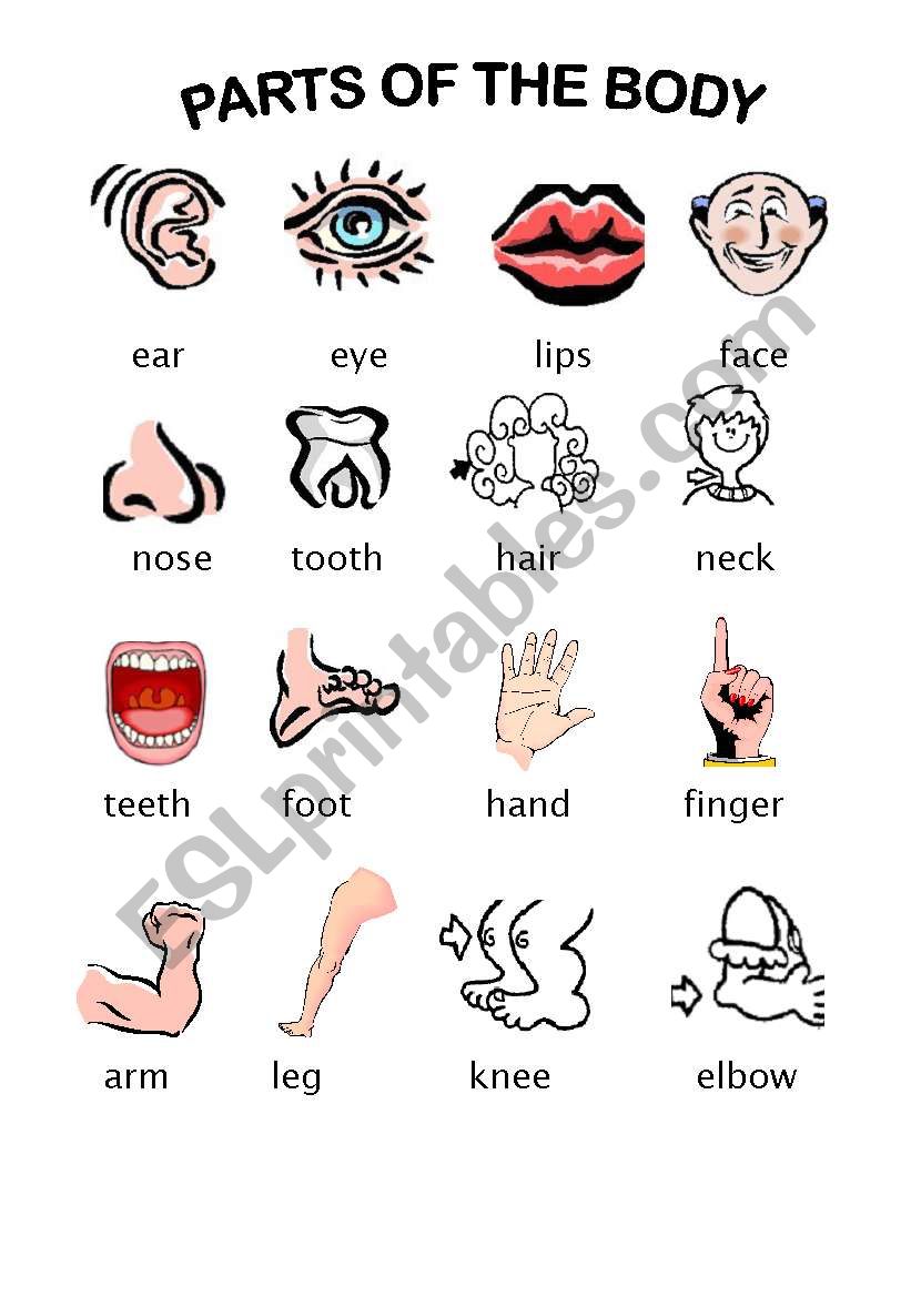 Parts of the body worksheet