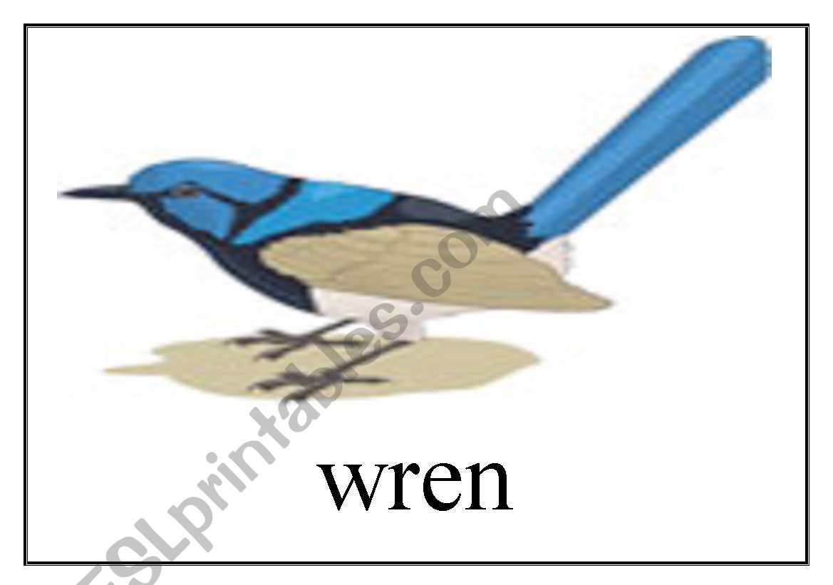 Birds Flashcards worksheet