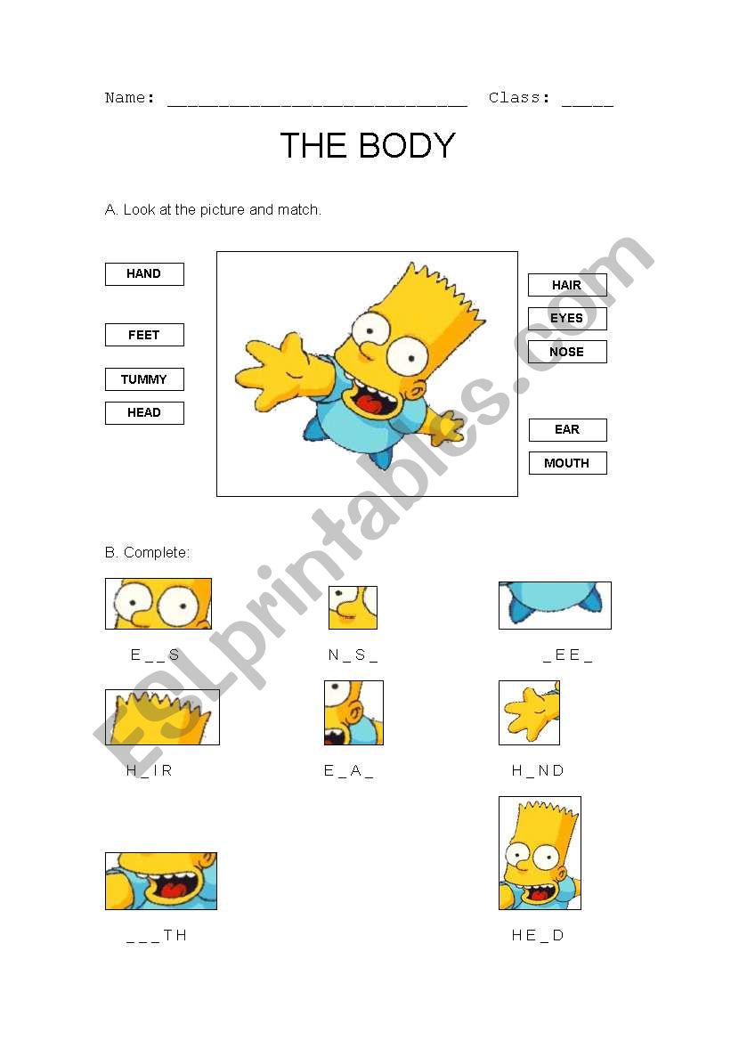 the body worksheet