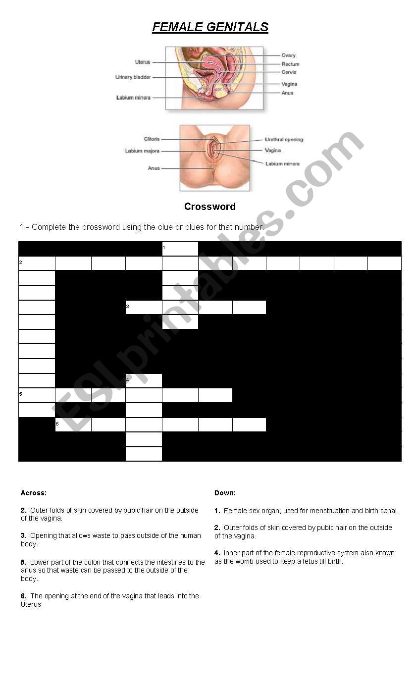 MALE & FEMALE GENITALS worksheet