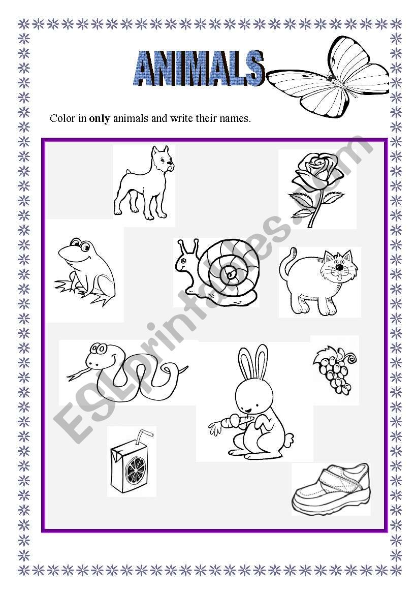 animals worksheet